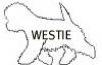 westie