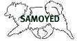 samoyed