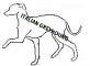 italian greyhound